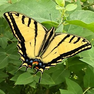 Meet your Posher, Becky